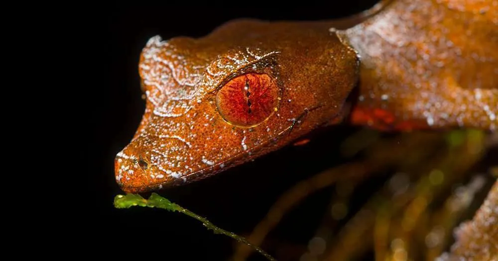 satanic leaf gecko