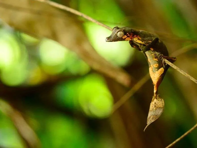 Satanic leaf tailed gecko