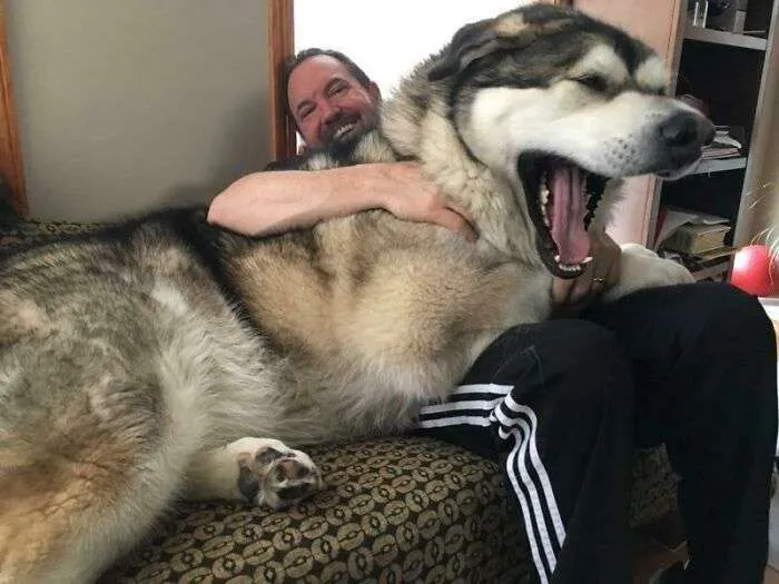 25 Giant Dog Breeds Who Do Not Understand How Big They Are - ShutterBulky