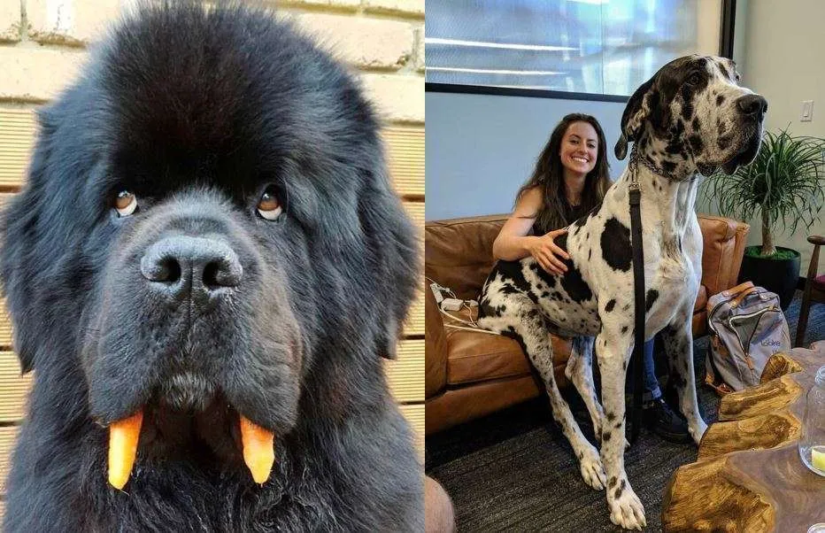 Giant Dog Breeds