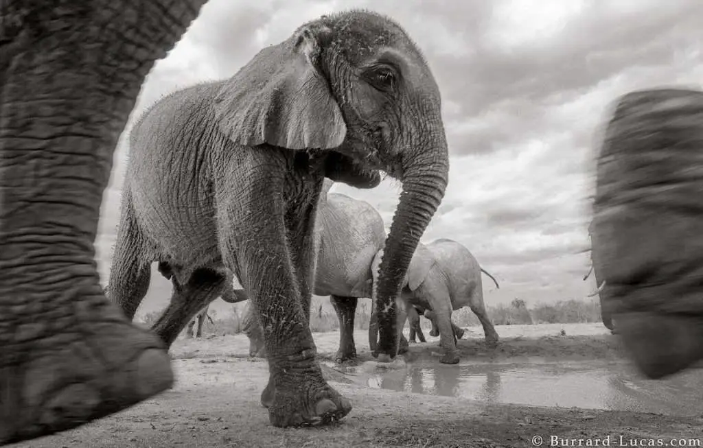 Wildlife Photographer Captured Last Photos Of ‘Queen Of Elephants’ in Kenya