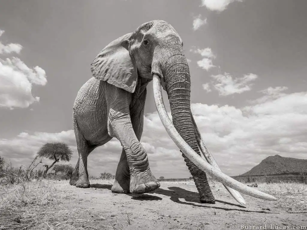 Wildlife Photographer Captured Last Photos Of ‘Queen Of Elephants’ in Kenya