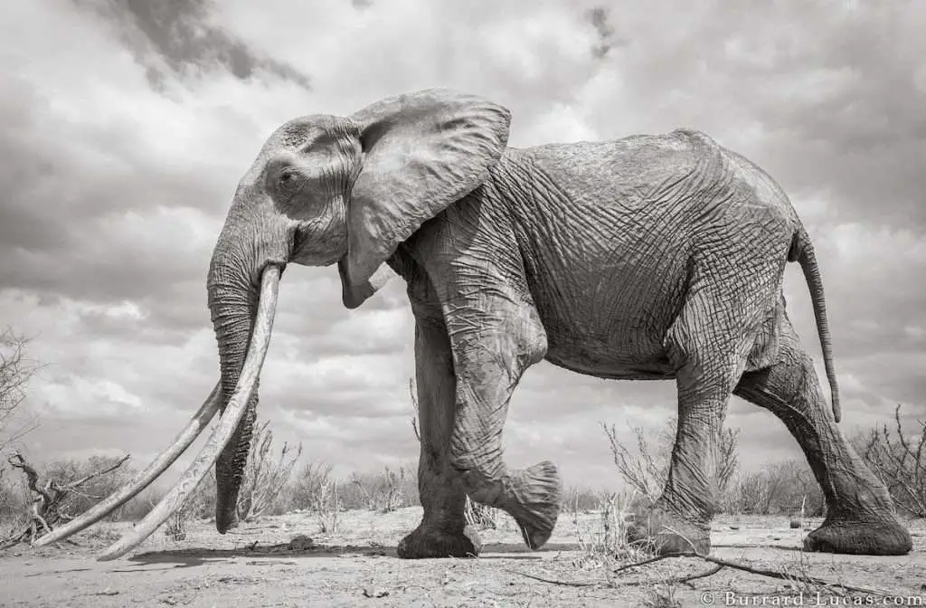 Wildlife Photographer Captured Last Photos Of ‘Queen Of Elephants’ in Kenya