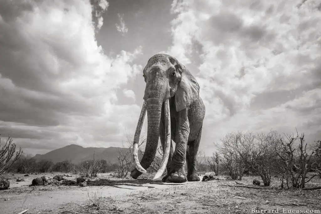 Wildlife Photographer Captured Last Photos Of ‘Queen Of Elephants’ in Kenya