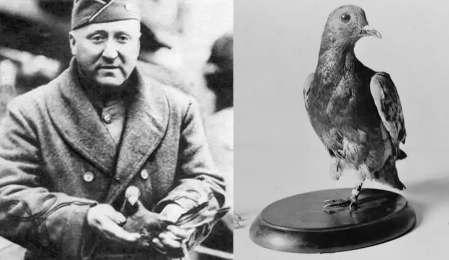 Cher Ami - The Pigeon Who Saved the Lost Battalion 2