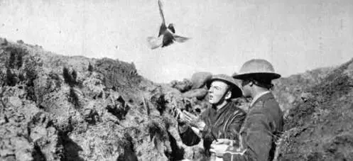 Cher Ami - The Pigeon Who Saved the Lost Battalion