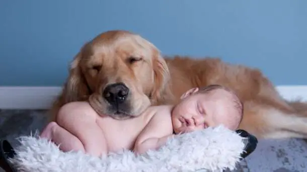 Introducing Dogs to Baby | Canva