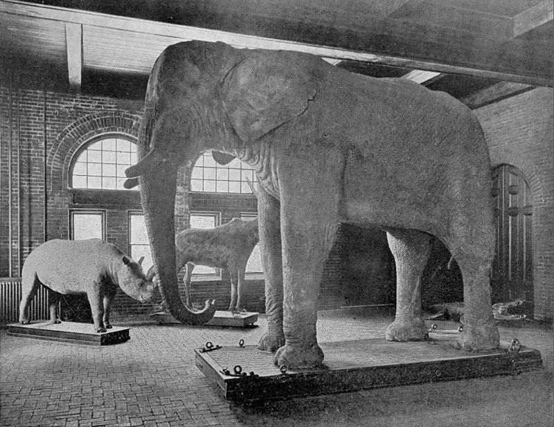 An 1889 photograph of Jumbo the Elephant at Barnum Hall, the taxidermy work of Carl Akeley | Wikipedia