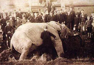Jumbo the Elephant after being hit by a locomotive on September 15, 1885, in St. Thomas, Ontario | Wikipedia