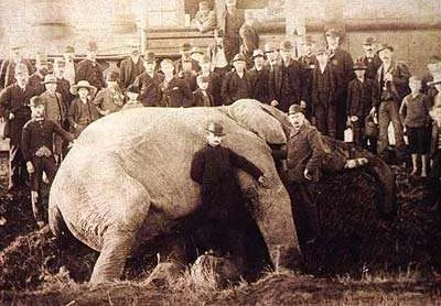 Jumbo the Elephant after being hit by a locomotive on September 15, 1885, in St. Thomas, Ontario | Wikipedia