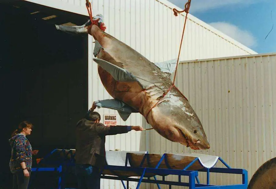 Rosie The Shark: Amazing Story Of Preserved Great White Found In An Abandoned Wildlife Park