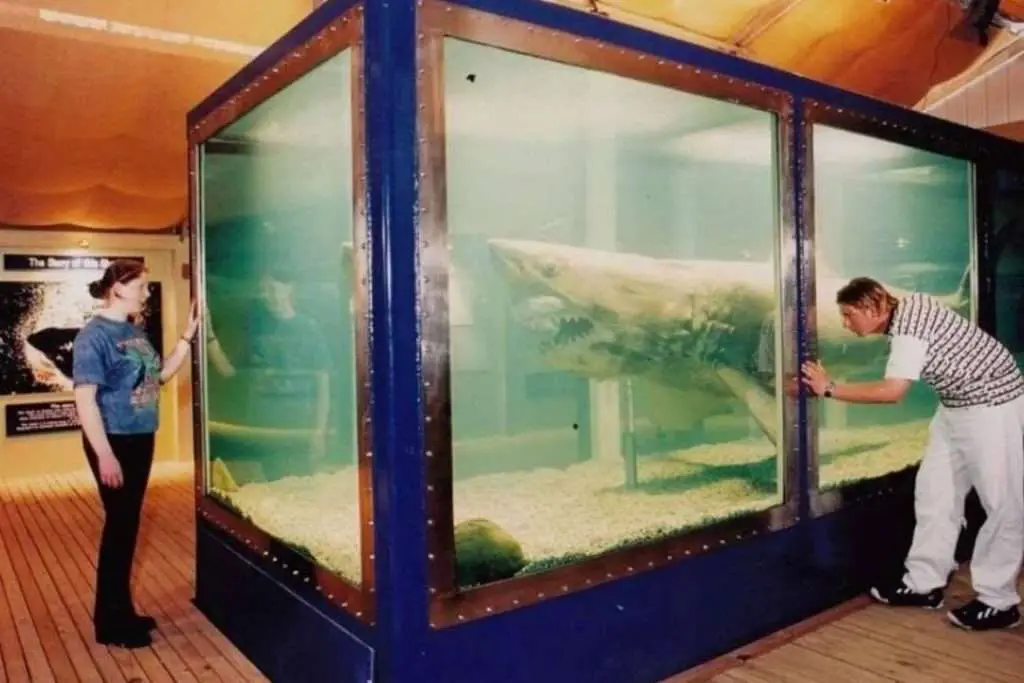 Rosie The Shark: Amazing Story Of Preserved Great White Found In An Abandoned Wildlife Park