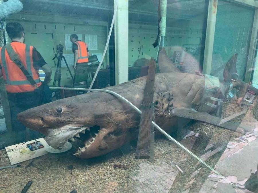 Rosie The Shark: Amazing Story Of Preserved Great White Found In An Abandoned Wildlife Park