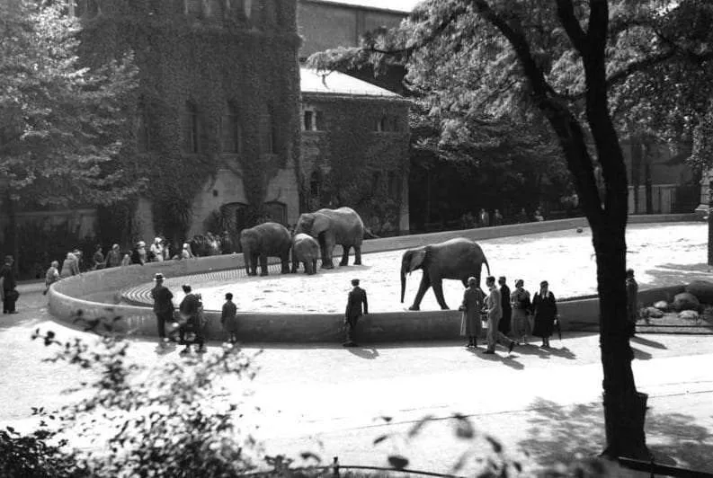 Berlin Zoo elephants before the war. Elephant Gate