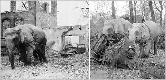 Tragic Story of Allies Bombing in to Berlin Zoo Elephants in WW2