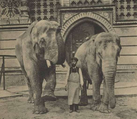 Tragic Story of Allies Bombing in to Berlin Zoo Elephants in WW2