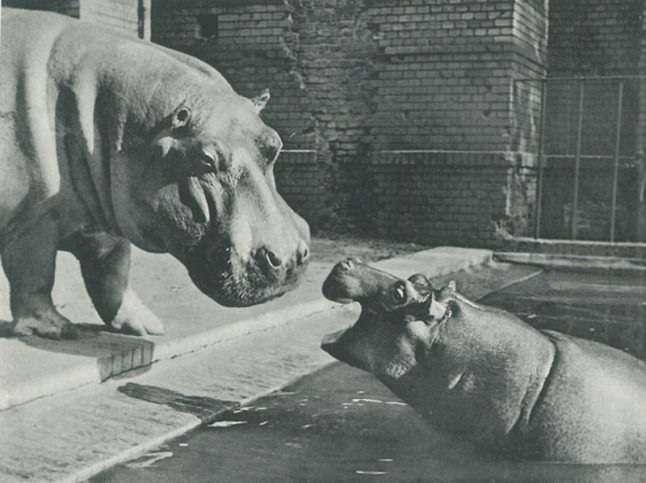 war zone zoo War Zone Zoo Amazing Story of the Berlin Zoo in WW2 shutterbulky