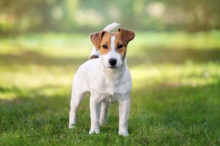 Jack Chi Chihuahua Mixed Jack Russell