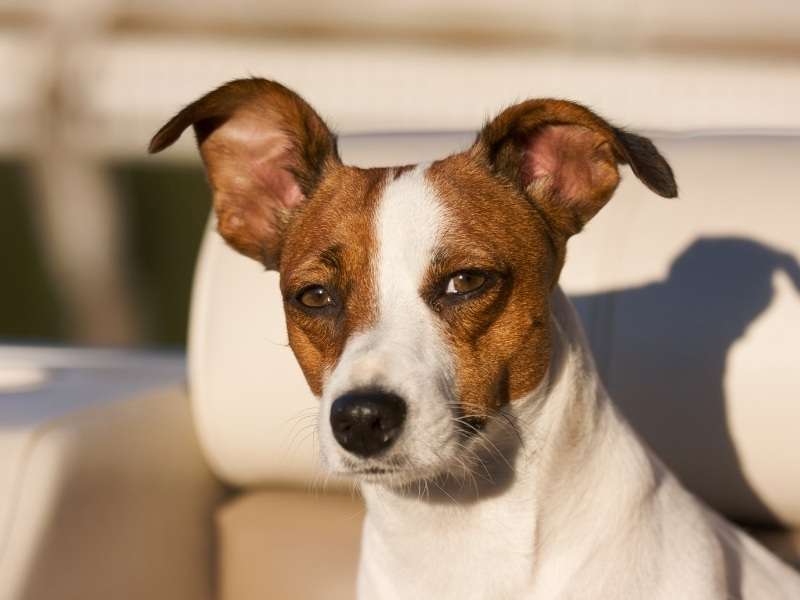 Jack Chi Chihuahua Mixed Jack Russell
