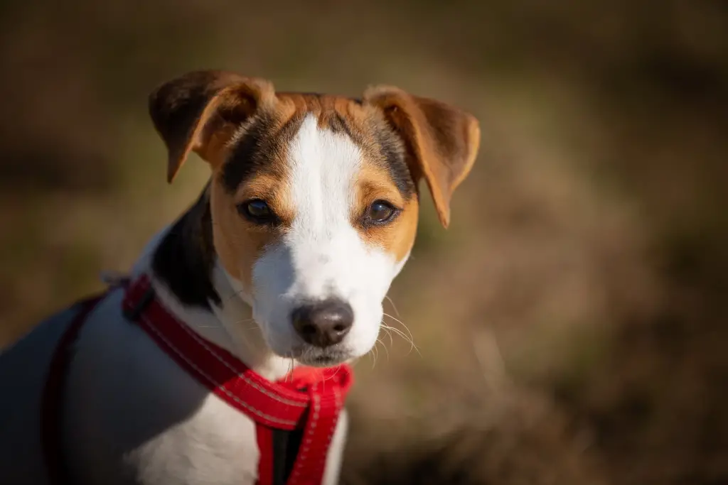Jack Chi Chihuahua Mixed Jack Russell