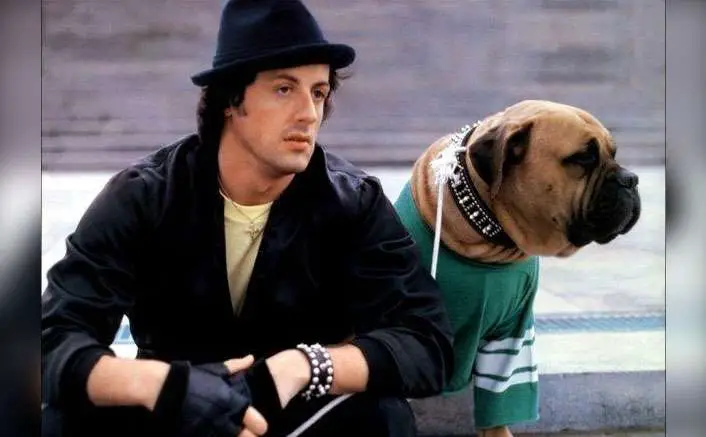 Sylvester Stallone's dog
