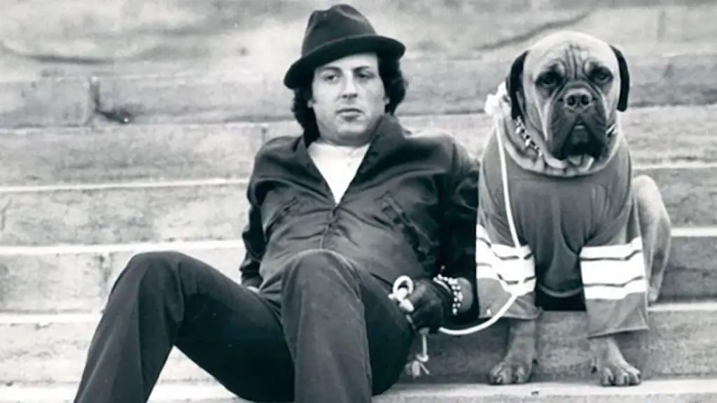 Sylvester Stallone's dog