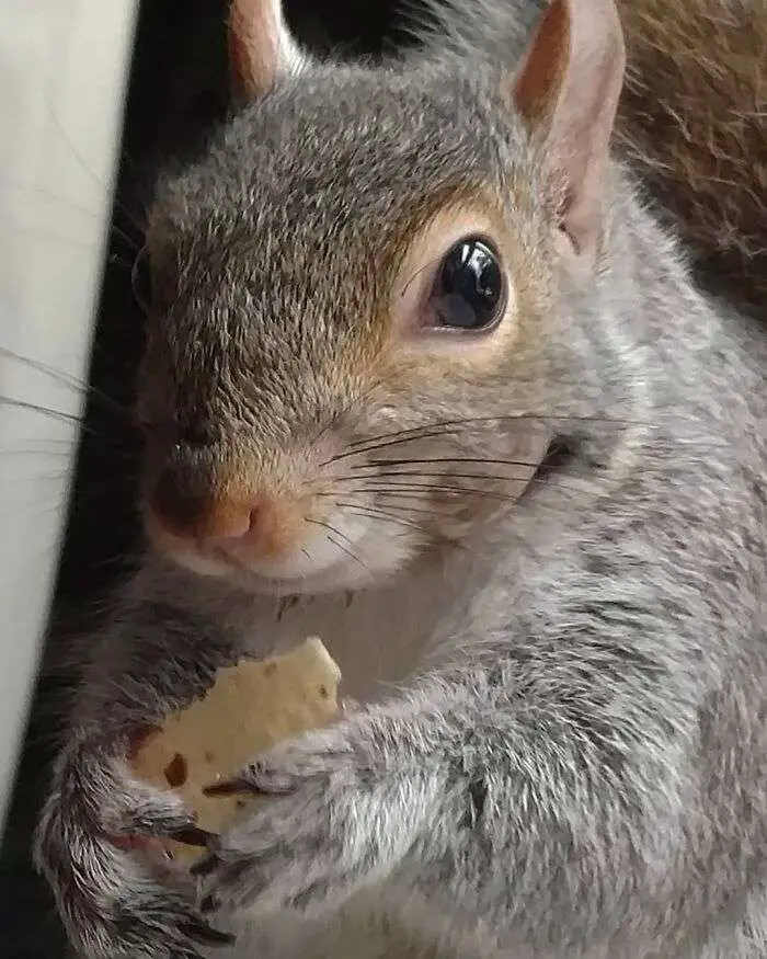 The man rescued the baby squirrel and took her back to her den in hopes of finding her mom