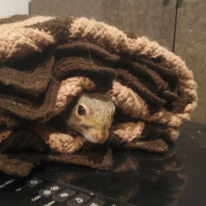 A baby squirrel rejected by its mother chooses man over nature.