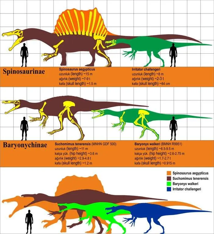 A new calculation reveals that Tyrannosaurus Rex might have been larger and heavier