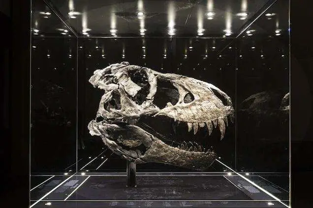 A new calculation reveals that Tyrannosaurus Rex might have been larger and heavier