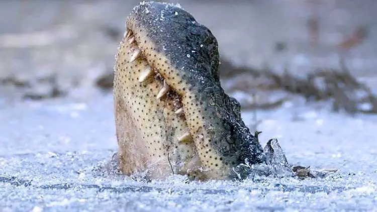Alligators freeze in swamp with noses above ice khou
