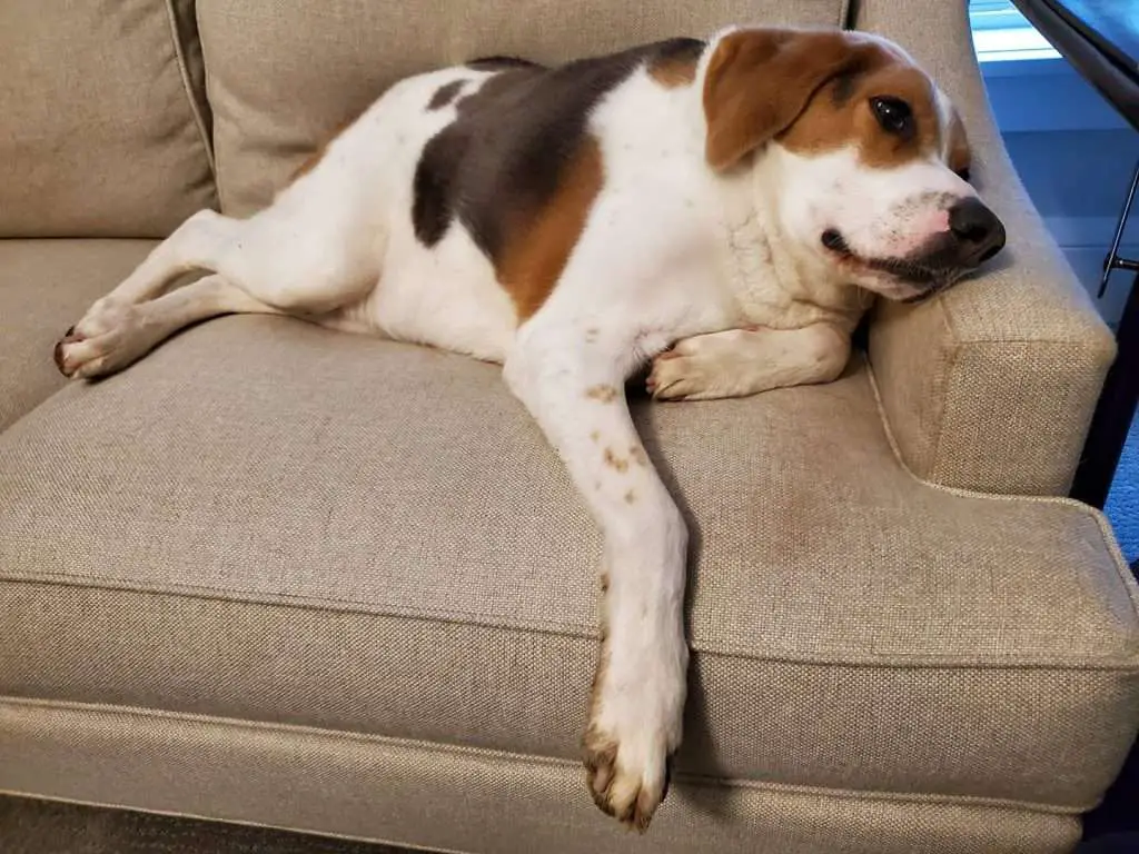 American Foxhound Cooper born with a short spine and no neck