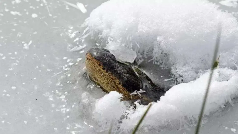 This alligator popsicle is making sure it can breathe in its frozen lake. (Image credit David Arbor, courtesy of U.S. Forest Service)