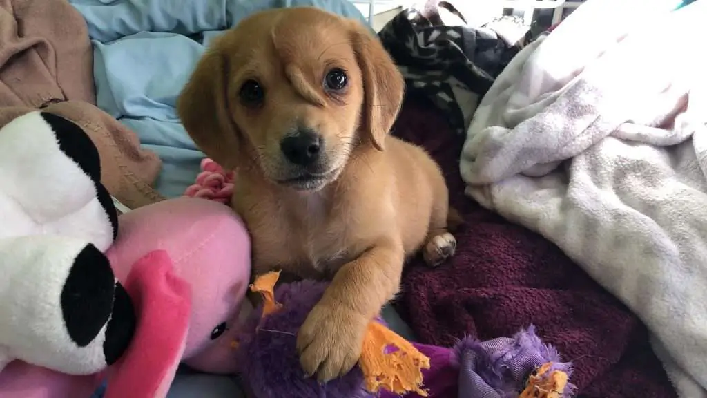 Unicorn Puppy Narwhal, Golden Retriever Has A Tail Growing-Out Of His Forehead 
