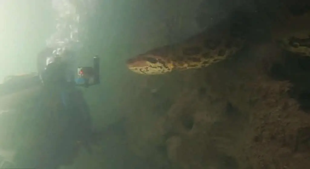 green anaconda 2