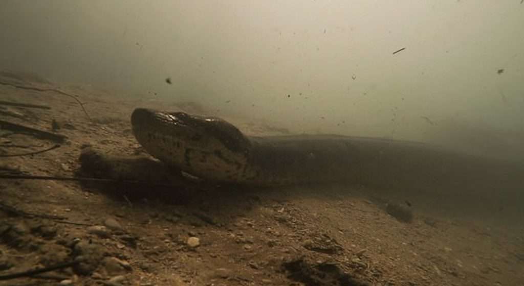 green anaconda 4