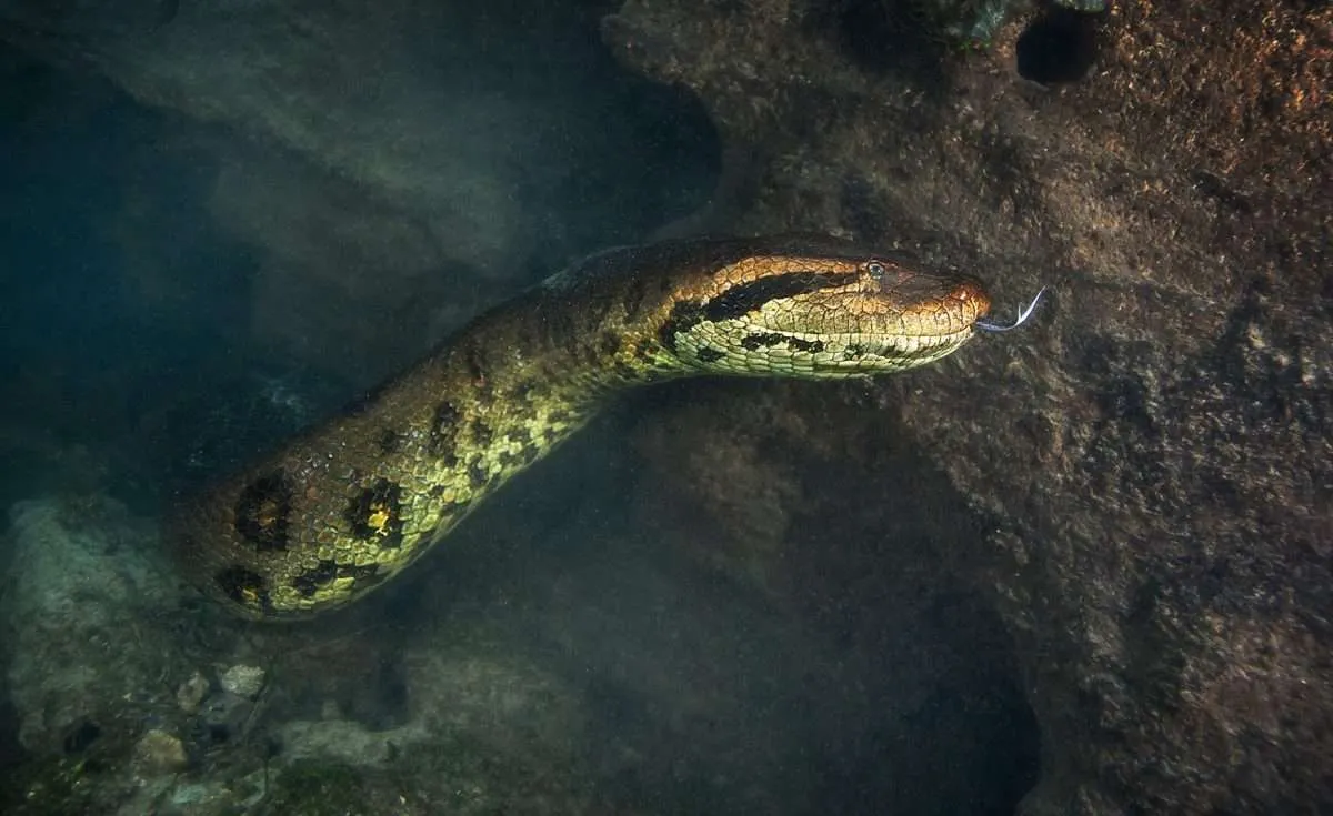 Diver has incredible facetoface encounter with 23Ft long Green