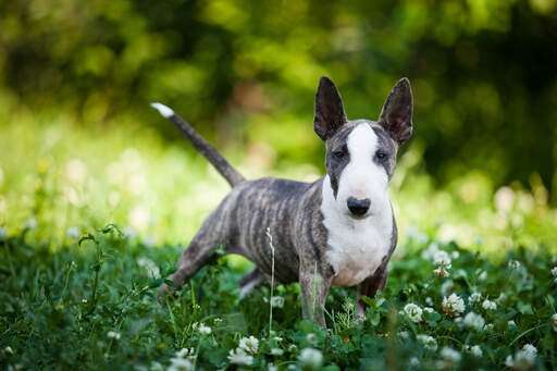 English Bull Terrier Dog