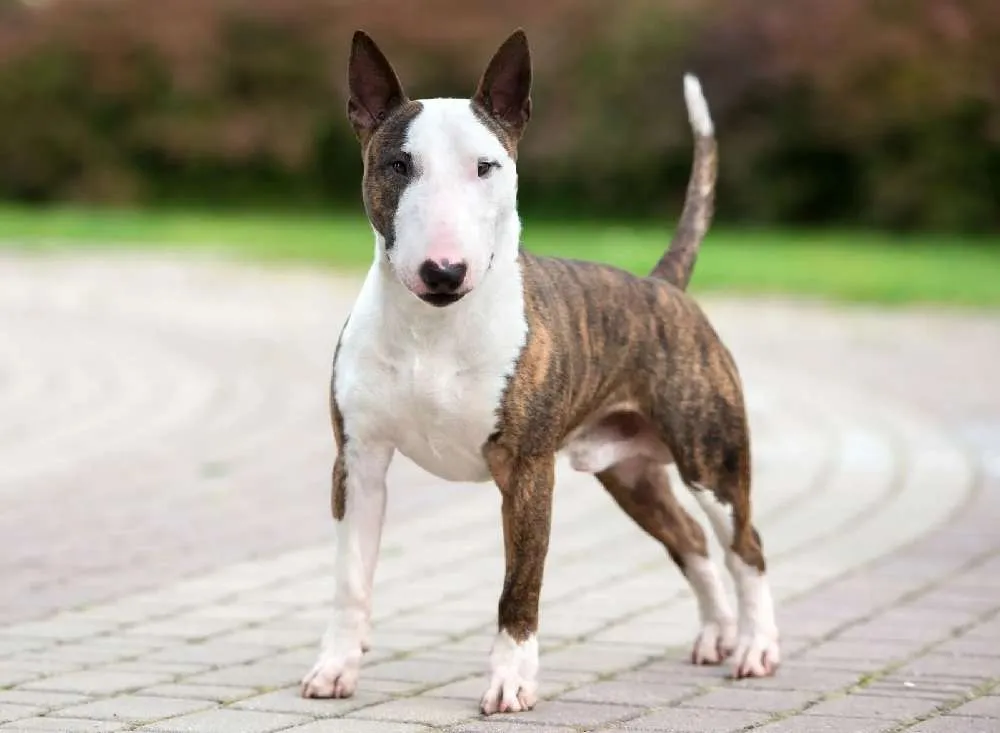 English Bull Terrier Dog