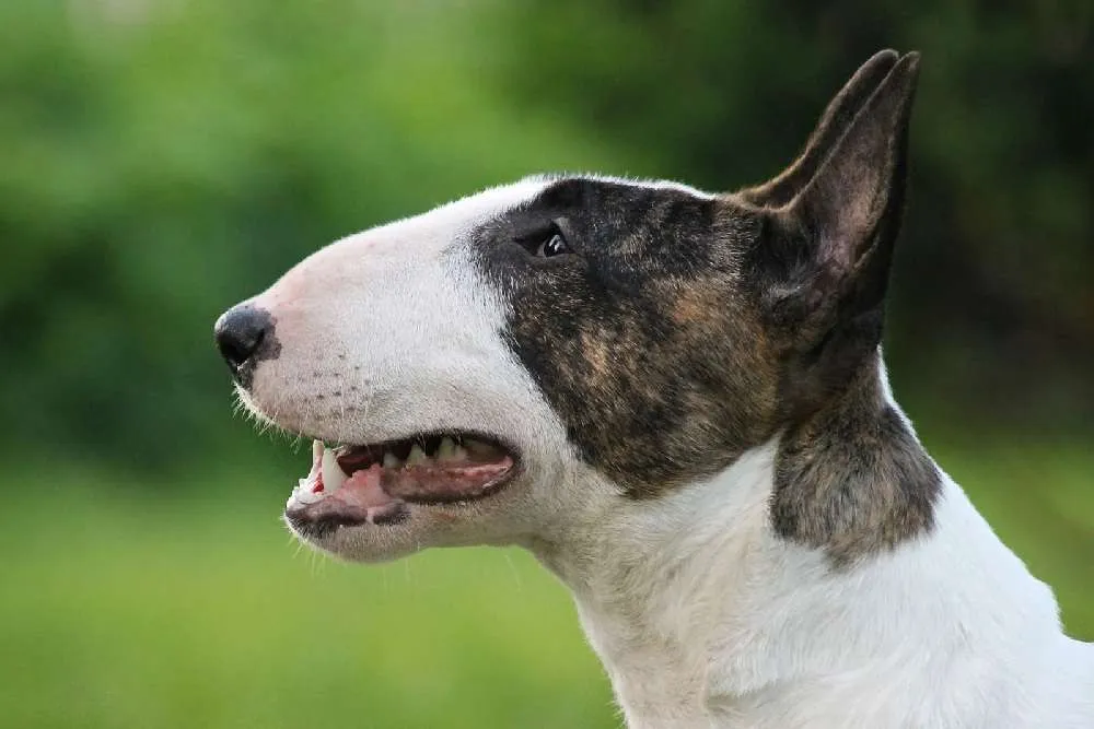 English Bull Terrier Dog