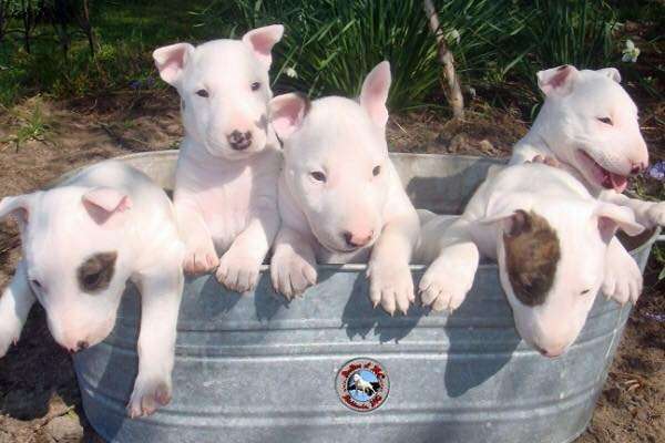 English Bull Terrier Dog