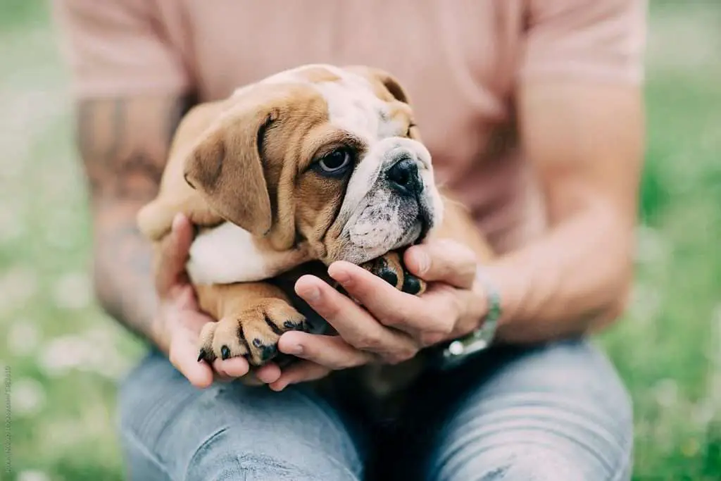 How To Pick Up A Bulldog Properly | Pinterest