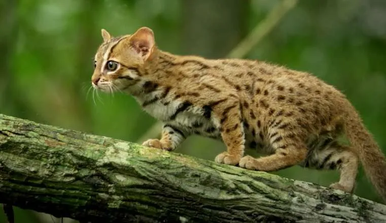 Rusty-spotted-cat