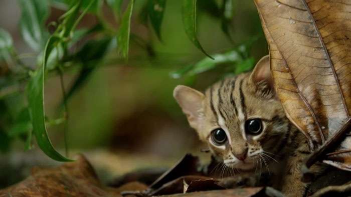 Rusty-spotted-cat