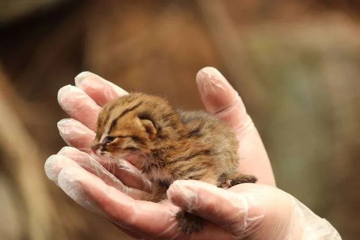Rusty-spotted-cat