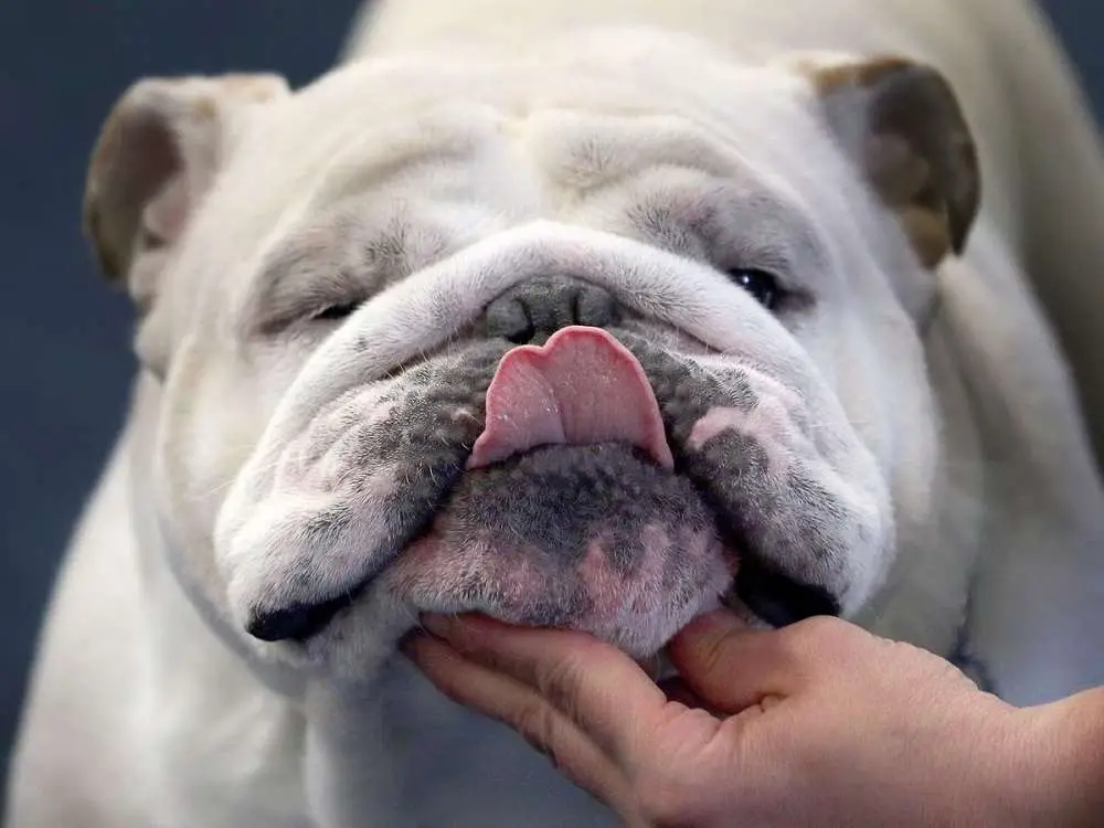 Why Do English Bulldogs Die Suddenly