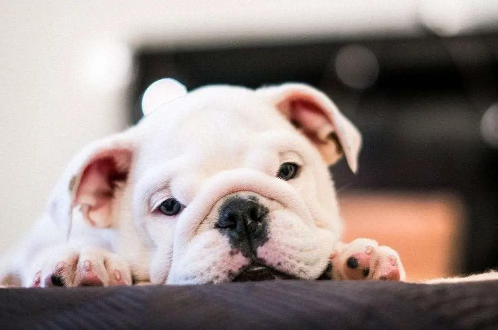 Why Do English Bulldogs Die Suddenly
