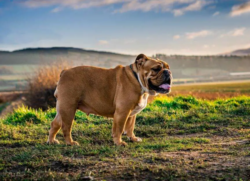 Why Is My English Bulldog So Small