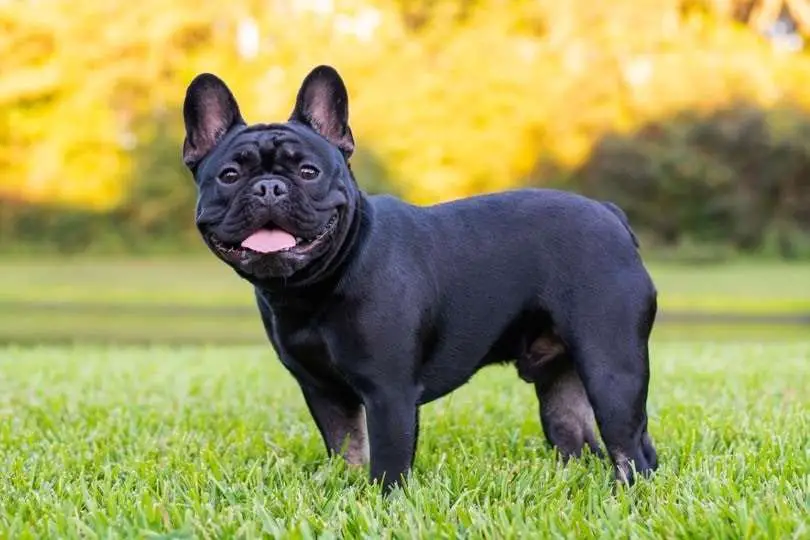 Why You Shouldn’t Breed French Bulldogs?
french bulldog behavior problems