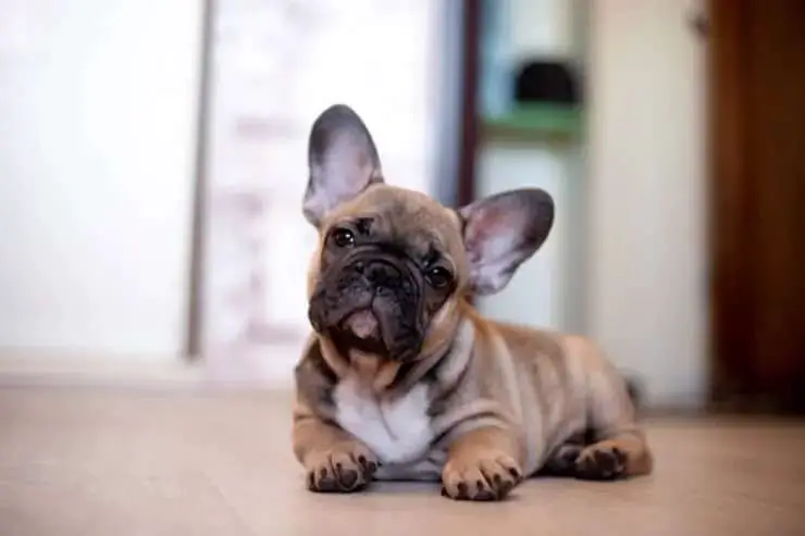 Why You Shouldn’t Breed French Bulldogs?
